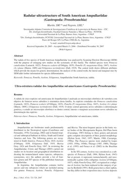 Radular Ultrastructure of South American Ampullariidae (Gastropoda: Prosobranchia)