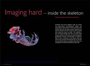 Imaging Hard – Inside the Skeleton Timothy G