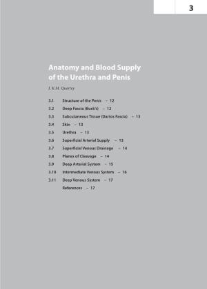 Anatomy and Blood Supply of the Urethra and Penis J