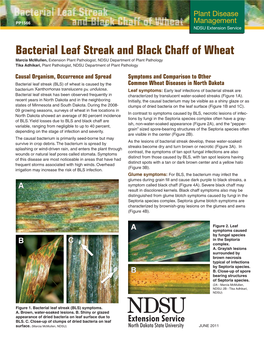 Bacterial Leaf Streak and Black Chaff of Wheat