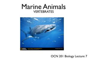 Marine Animals VERTEBRATES