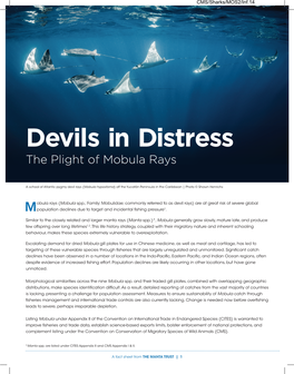 Devils in Distress: the Plight of Mobula Rays