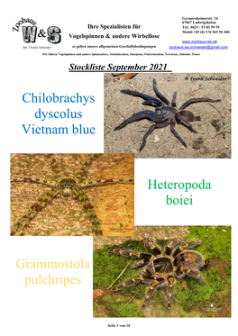 Heteropoda Boiei Chilobrachys Dyscolus Vietnam Blue Grammostola Pulchripes