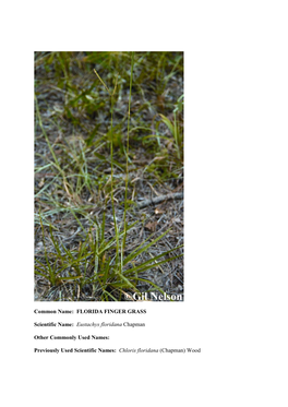 Common Name: FLORIDA FINGER GRASS Scientific Name: Eustachys
