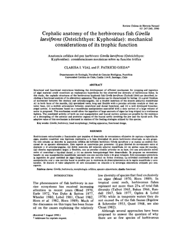 Cephalic Anatomy of the Herbivorous Fish Girella Laevifrons (Osteichthyes: Kyphosidae): Mechanical Considerations of Its Trophic Function