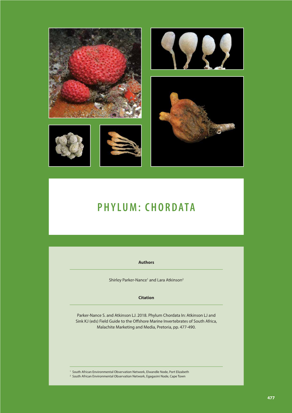 Phylum: Chordata