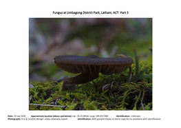 Fungus at Umbagong District Park, Latham, ACT: Part 3