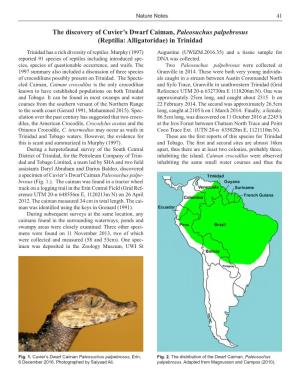 The Discovery of Cuvier's Dwarf Caiman, Paleosuchus Palpebrosus