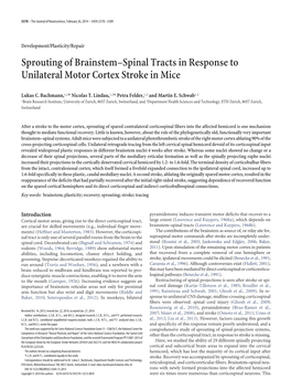 Sprouting of Brainstem–Spinal Tracts in Response to Unilateral Motor Cortex Stroke in Mice