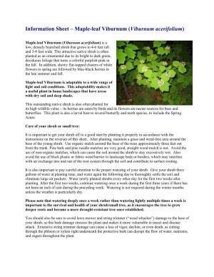 Maple-Leaf Viburnum (Viburnum Acerifolium)