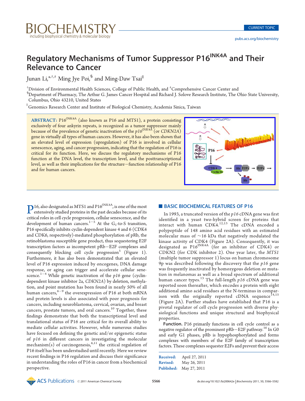 Regulatory Mechanisms of Tumor Suppressor P16<Sup>