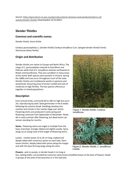 Slender Thistles Common and Scientific Names