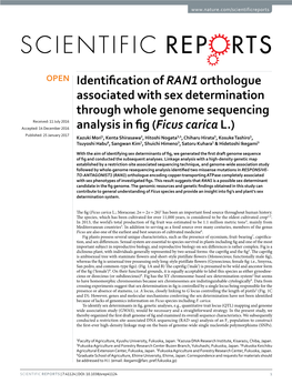 Identification of RAN1 Orthologue Associated with Sex Determination Through Whole Genome Sequencing Analysis in Fig (​Ficus Carica L.)