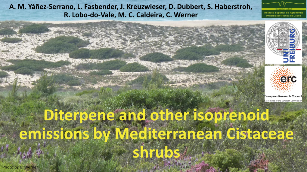 Diterpene and Other Isoprenoid Emissions by Mediterranean Cistaceae Shrubs 1 Photo by C
