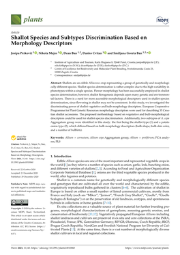 Shallot Species and Subtypes Discrimination Based on Morphology Descriptors
