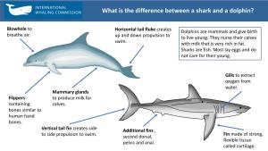 What Is the Difference Between a Shark and a Dolphin?