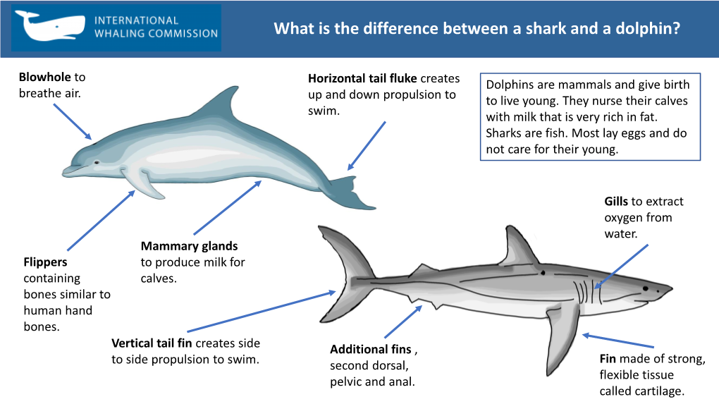 What Is the Difference Between a Shark and a Dolphin? - DocsLib