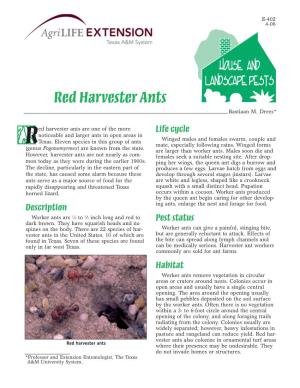 Red Harvester Ants Bastiaan M