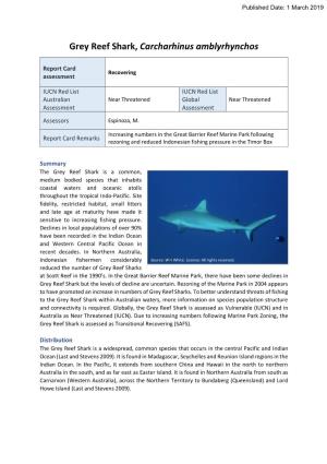 Grey Reef Shark, Carcharhinus Amblyrhynchos