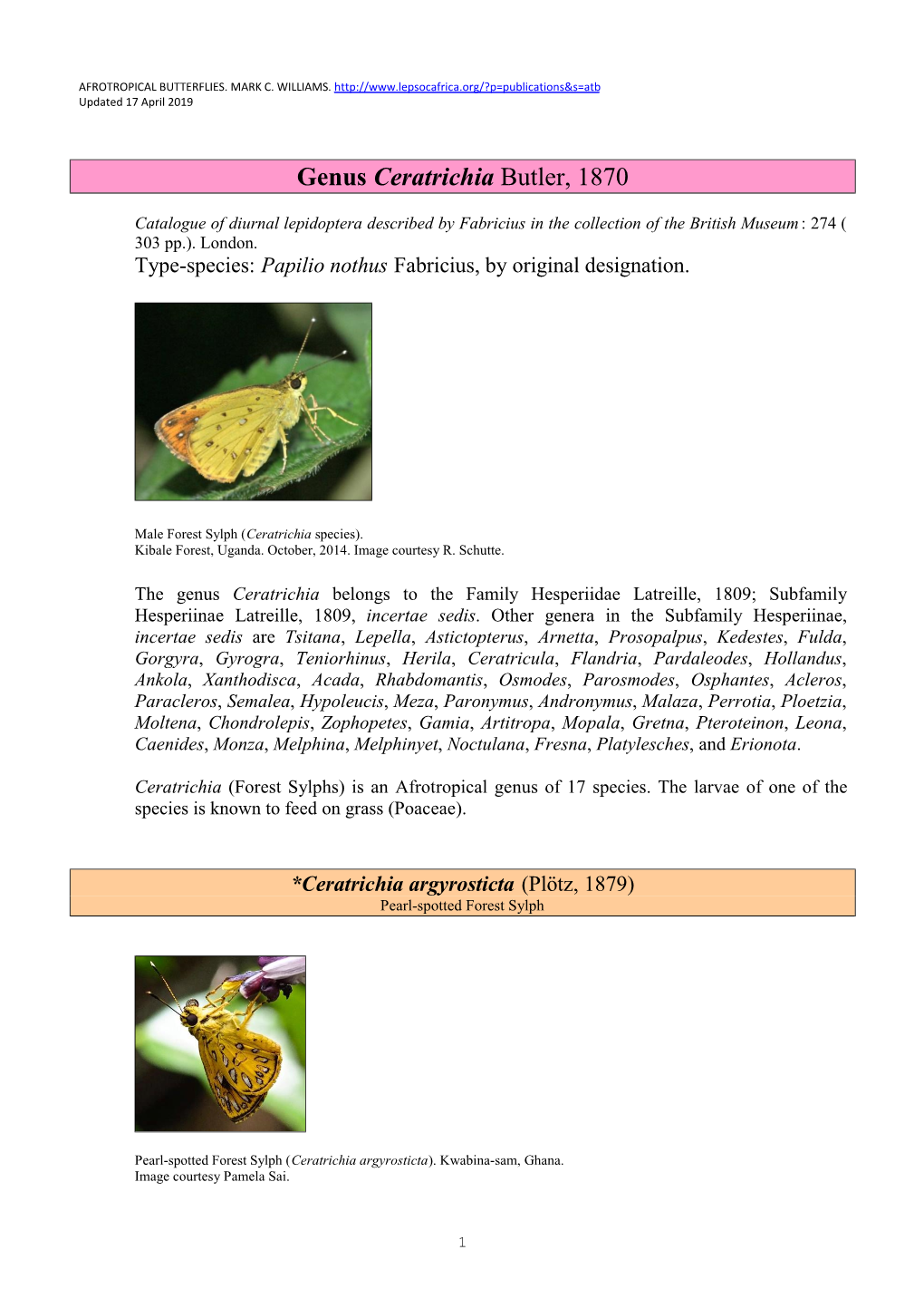 064 Genus Ceratrichia Butler