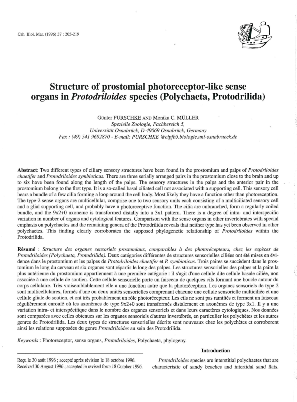 Structure of Prostomial Photoreceptor-Like Sense Organs in Protodriloides Species (Polychaeta, Protodrilida)