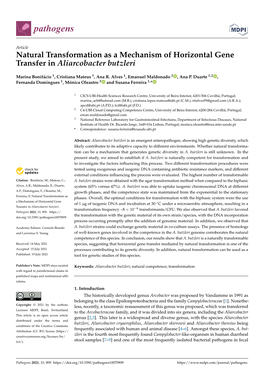 Natural Transformation As a Mechanism of Horizontal Gene Transfer in Aliarcobacter Butzleri
