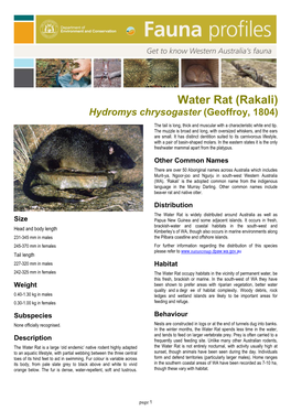 Water Rat (Rakali) Hydromys Chrysogaster (Geoffroy, 1804)