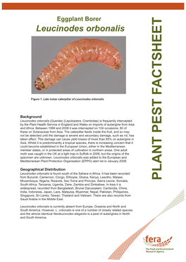 Leucinodes Orbonalis Eggplant Borer Published