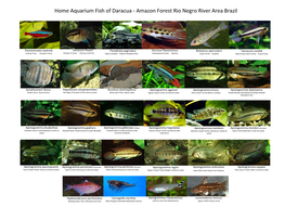 Home Aquarium Fish of Daracua - Amazon Forest Rio Negro River Area Brazil