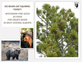WHITEBARK PINE SEEDS AS FOOD for GRIZZLY BEARS in WEST CENTRAL ALBERTA Whitebark Pine (Pinus Albicaulis)
