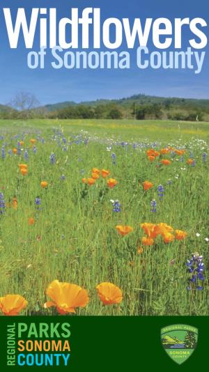 Every Spring, a Variety of Annual and Perennial Wildflowers Bloom in Sonoma County’S Parks