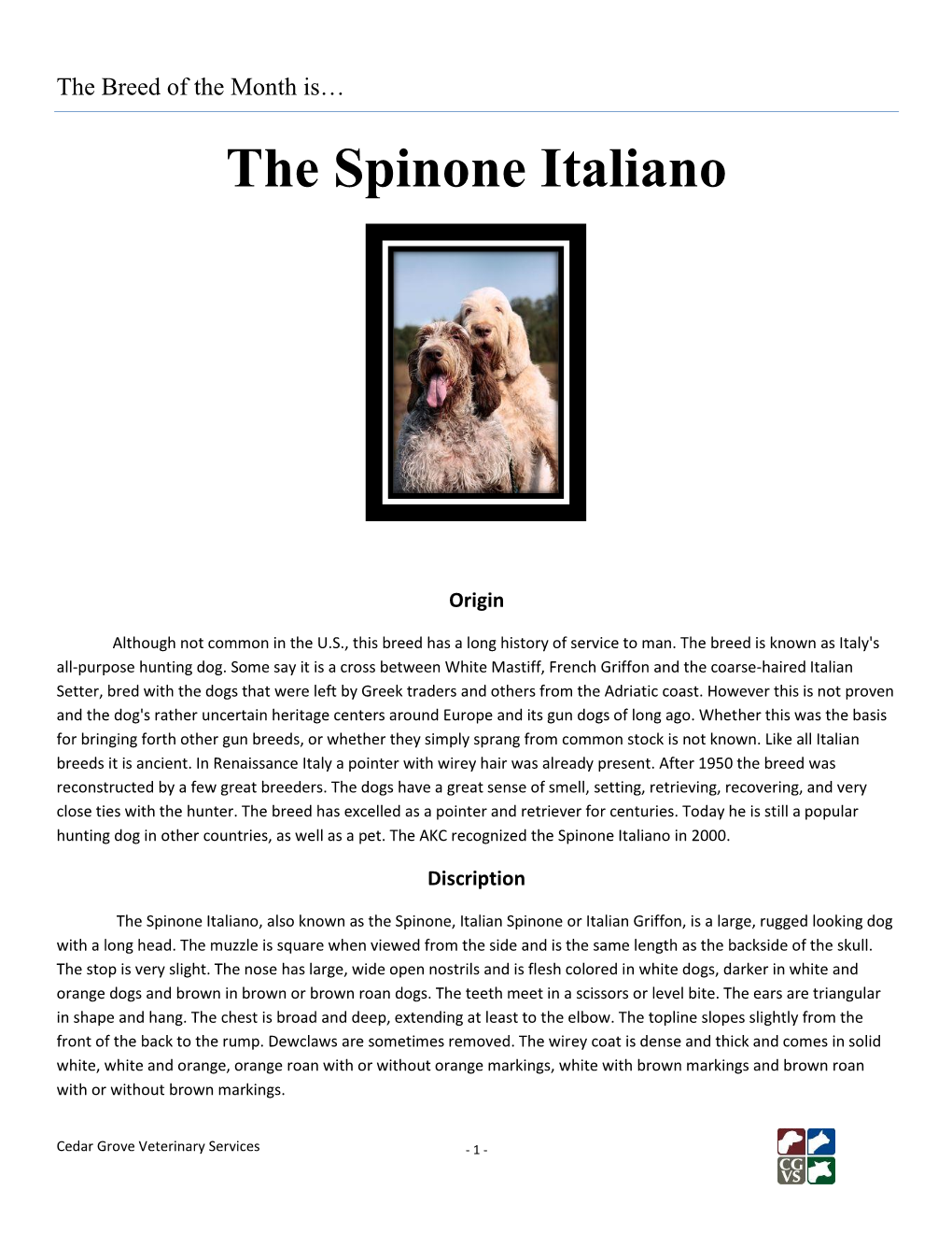 The Spinone Italiano