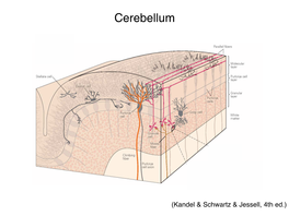 Cerebellum and Activation of the Cerebellum IO ST During Nonmotor Tasks