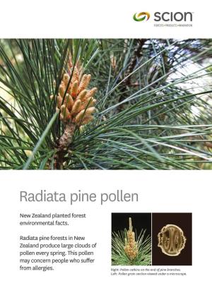 Radiata Pine Pollen