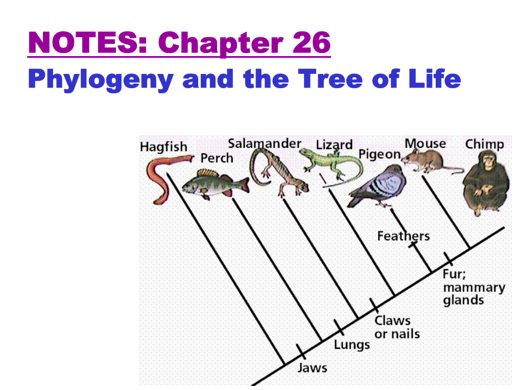 phylogeny-and-the-tree-of-life-phylogeny-the-evolutionary-history-of-a