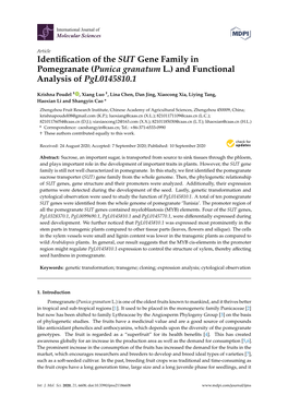 Identification of the SUT Gene Family in Pomegranate