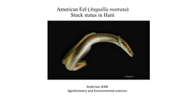 American Eel (Anguilla Rostrata) Stock Status in Haiti
