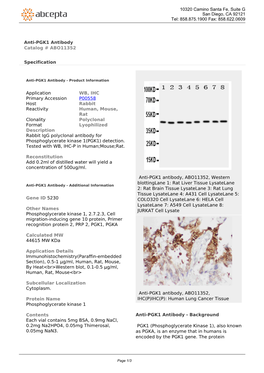 Anti-PGK1 Antibody Catalog # ABO11352