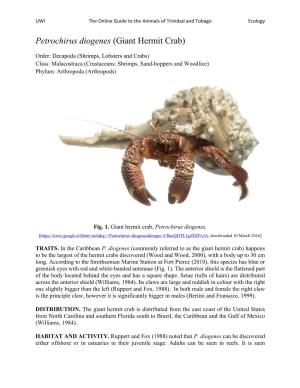 Petrochirus Diogenes (Giant Hermit Crab)