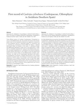 First Record of Caulerpa Cylindracea (Caulerpaceae, Chlorophyta) in Andalusia (Southern Spain)