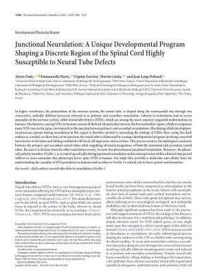 Junctional Neurulation: a Unique Developmental Program Shaping a Discrete Region of the Spinal Cord Highly Susceptible to Neural Tube Defects