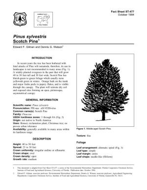 Pinus Sylvestris Scotch Pine1 Edward F