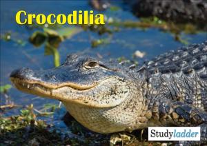 The Spectacled Caiman Inhabits Lowland Wetland Regions of Central and South America