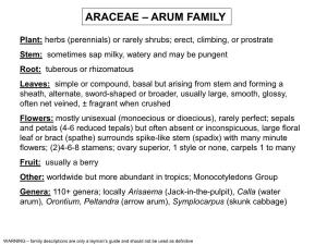 Araceae – Arum Family