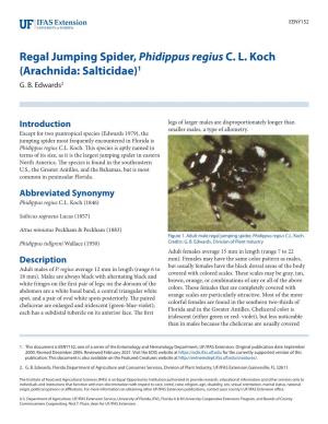 Regal Jumping Spider, Phidippus Regius CL Koch