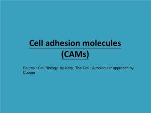 Cell Adhesion Molecules (Cams)