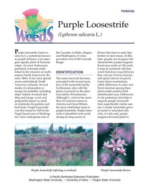 Purple Loosestrife (Lythrum Salicaria L.)