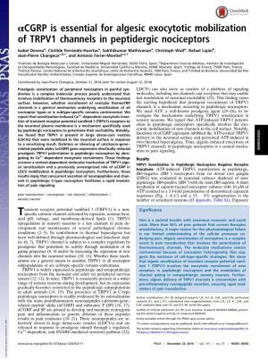 Αcgrp Is Essential for Algesic Exocytotic Mobilization of TRPV1 Channels in Peptidergic Nociceptors