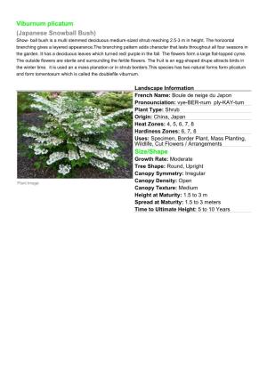 Viburnum Plicatum (Japanese Snowball Bush) Size/Shape