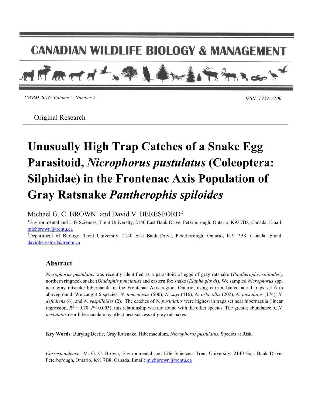 Unusually High Trap Catches of a Snake Egg Parasitoid, Nicrophorus